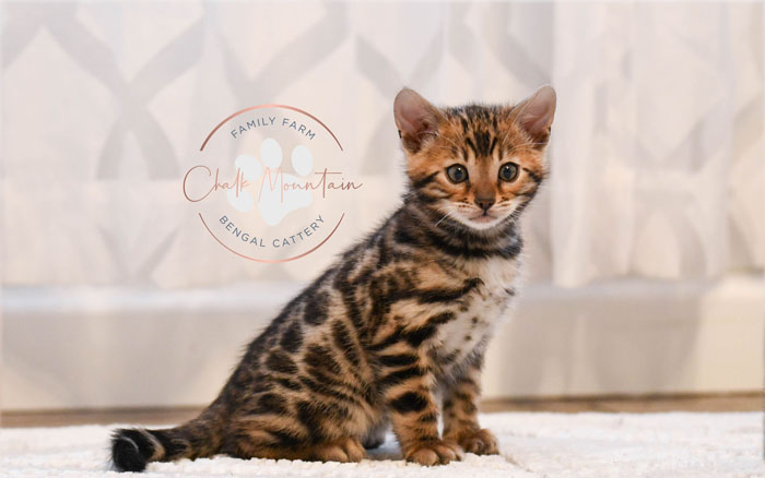 Bengal kitten for sale